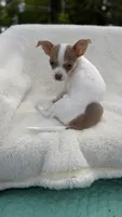 Jenny , a female Chihuahua for sale in Leicester, NC – 6 of 10