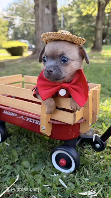 Toby – Chihuahua puppy for sale in Leicester, NC