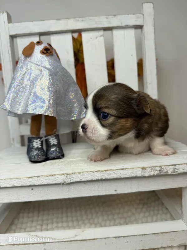 Jack – Chihuahua puppy for sale in Leicester, NC