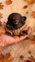 Finn, a male Chihuahua for sale in Leicester, NC – 2 of 10