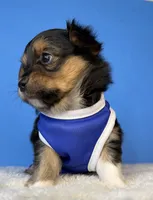 Jack, a male Chihuahua for sale in Leicester, NC – Photo 3 of 10