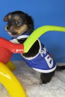 Jack, a male Chihuahua for sale in Leicester, NC – Photo 4 of 10