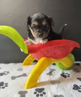 Jack, a male Chihuahua for sale in Leicester, NC – Photo 5 of 10