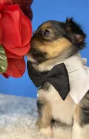 Jack, a male Chihuahua for sale in Leicester, NC – Photo 9 of 10