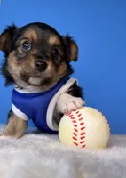 Jack, a male Chihuahua for sale in Leicester, NC – Photo 7 of 10