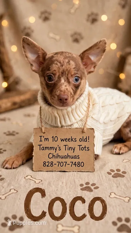 Coco  – Chihuahua puppy for sale in Leicester, NC
