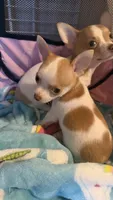 Tiny Tim, a male Chihuahua for sale in Leicester, NC – 9 of 10