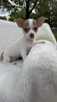Jenny , a female Chihuahua for sale in Leicester, NC – 3 of 10
