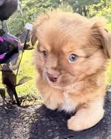 Tan Boy, a male Chihuahua for sale in Leicester, NC – 7 of 10