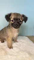 Sam, a male Chihuahua for sale in Leicester, NC – 5 of 10