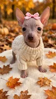 Pearl, a female Chinese Crested for sale in Leicester, NC – 7 of 9