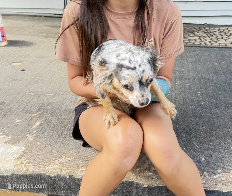 Cricket  – Chihuahua puppy for sale in Leicester, NC