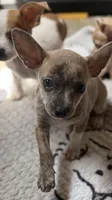 Willow, a female Chihuahua for sale in Leicester, NC – 4 of 10