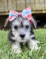 Dolly, a female Yorkshire Terrier for sale in Leicester, NC – 2 of 7