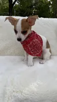 Toby , a male Chihuahua for sale in Leicester, NC – 6 of 10