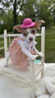 Jenny , a female Chihuahua for sale in Leicester, NC – 5 of 10