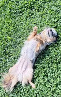Cricket , a female Chihuahua for sale in Leicester, NC – 6 of 10