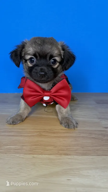 Sam – Chihuahua puppy for sale in Leicester, NC