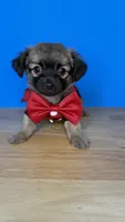 Sam, a male Chihuahua for sale in Leicester, NC – 1 of 10