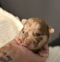 Rocky, a male Chihuahua for sale in Leicester, NC – 7 of 9
