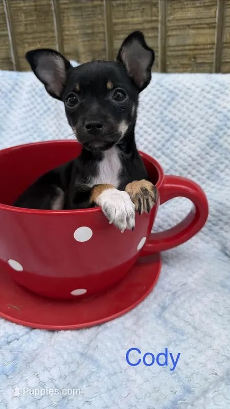 Cody – Chihuahua puppy for sale in Leicester, NC