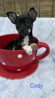 Cody, a male Chihuahua for sale in Leicester, NC – 1 of 10