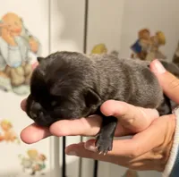 Panther, a male Chihuahua for sale in Leicester, NC – 10 of 10