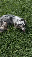 Cricket , a female Chihuahua for sale in Leicester, NC – 8 of 10