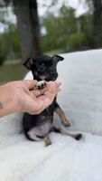 Cooper, a male Chihuahua for sale in Leicester, NC – 4 of 10