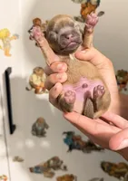 Toby, a male Chihuahua for sale in Leicester, NC – 6 of 8