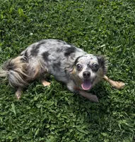 Cricket , a female Chihuahua for sale in Leicester, NC – 2 of 10