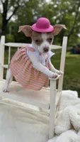 Jenny , a female Chihuahua for sale in Leicester, NC – 4 of 10