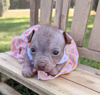 wrinkles, a female Chinese Crested for sale in Leicester, NC – 2 of 10