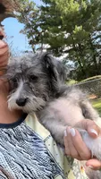 Shelby, a female Maltese and Yorkshire Terrier for sale in Leicester, NC – 2 of 10