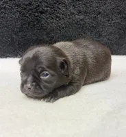 Panther, a male Chihuahua for sale in Leicester, NC – 5 of 10