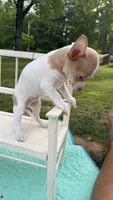 Sammy , a male Chihuahua for sale in Leicester, NC – 4 of 6