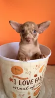 Coco , a male Chihuahua for sale in Leicester, NC – 7 of 9