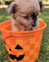 Bandit, a male Chihuahua for sale in Leicester, NC – 6 of 7