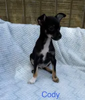 Cody, a male Chihuahua for sale in Leicester, NC – 2 of 10