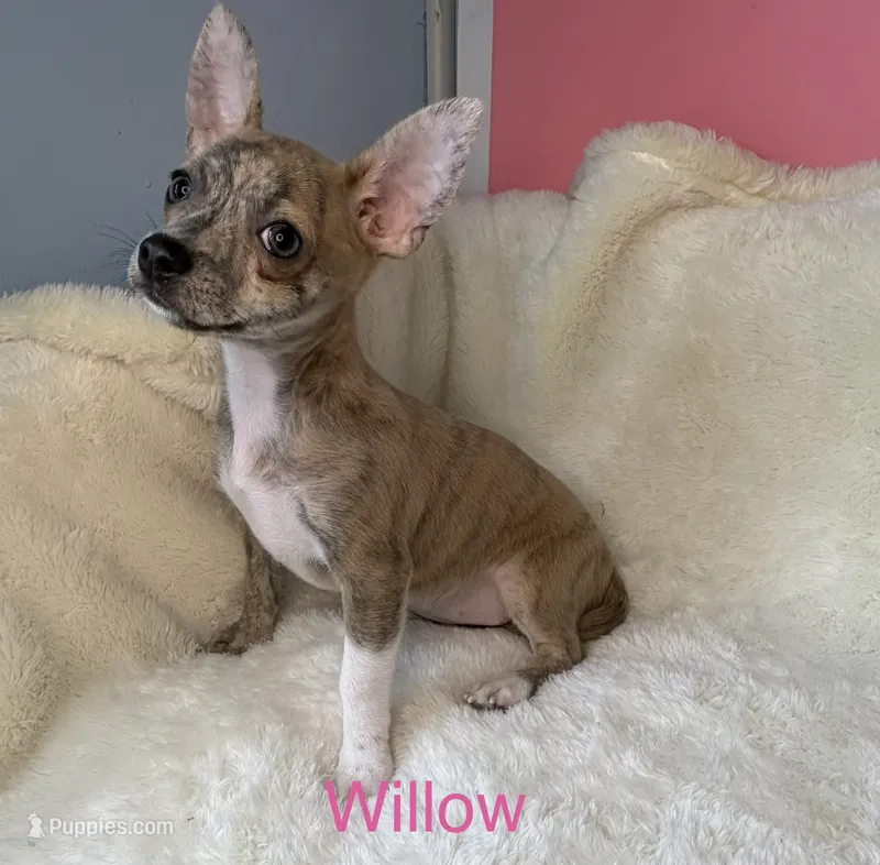 Willow – Chihuahua puppy for sale in Leicester, NC