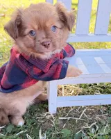 Tan Boy, a male Chihuahua for sale in Leicester, NC – 6 of 10