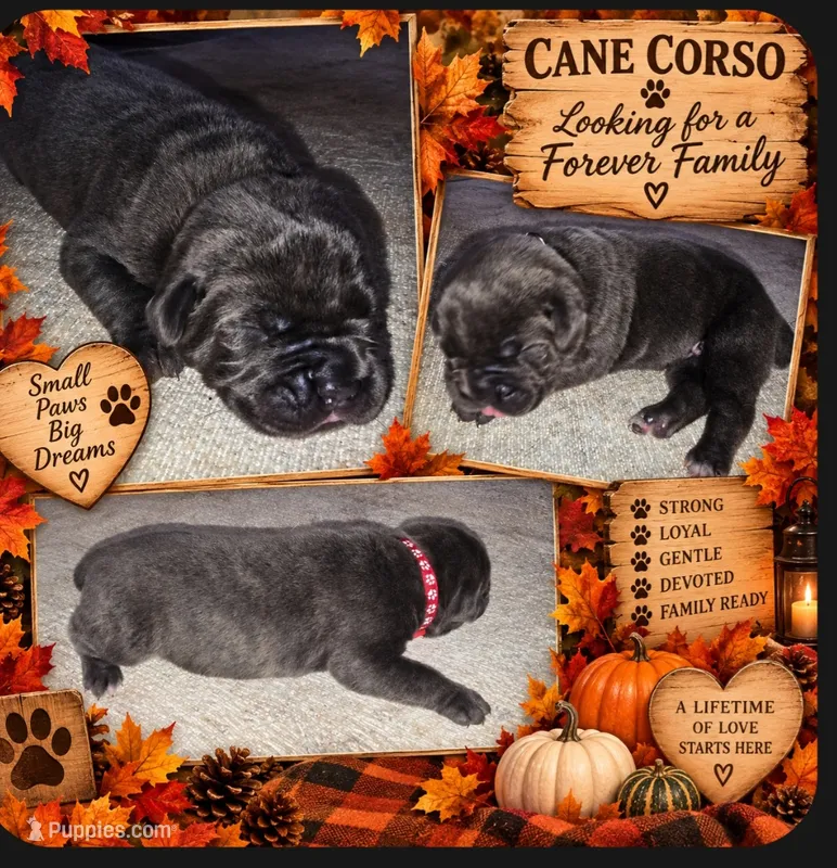 Red Collar - Grey Male – Cane Corso puppy for sale in Spring, TX