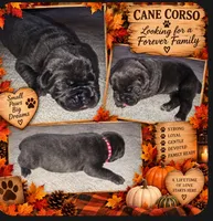 Red Collar - Grey Male, a male Cane Corso for sale in Spring, TX – 1 of 3