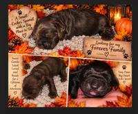 Chocolate Male 1, a male Cocker Spaniel for sale in Spring, TX – 2 of 5
