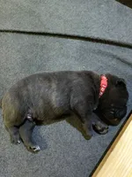 Red Collar - Grey Brindle Male, a male Cane Corso for sale in Spring, TX – 4 of 4