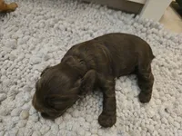 Chocolate Male 1, a male Cocker Spaniel for sale in Spring, TX – 4 of 5