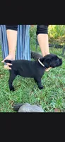 Black Female - Pink Collar - WORLD CHAMPION BLOODLINE, a female Cane Corso for sale in Spring, TX – 7 of 9
