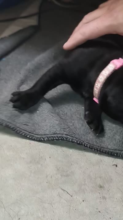 Black Female - Pink Collar - WORLD CHAMPION BLOODLINE, a female Cane Corso for sale in Spring, TX – 9 of 9