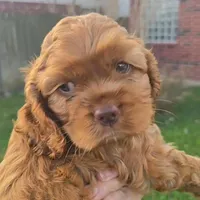 Red Female , a female Cocker Spaniel for sale in Spring, TX – Photo 4 of 4