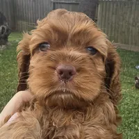 Red Female , a female Cocker Spaniel for sale in Spring, TX – Photo 1 of 4
